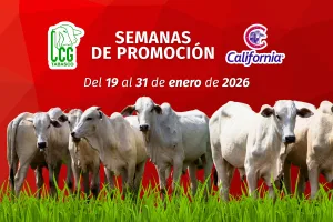 SEMANAS DE PROMOCIÓN: California