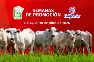 SEMANAS DE PROMOCIÓN: Compañía California