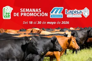 SEMANAS DE PROMOCIÓN: Microsules y Lapisa
